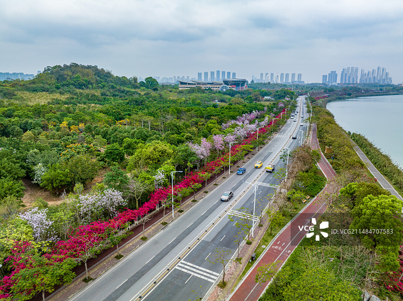 南宁市青秀区青环路的春天景色图片素材
