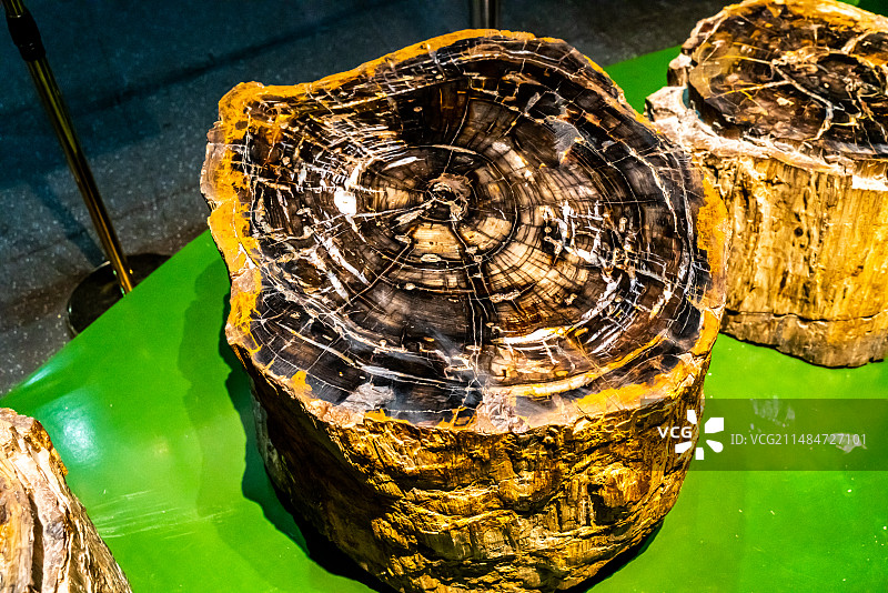 木化石  硅化木  标本图片素材