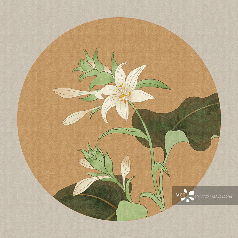 七月玉簪花图片素材