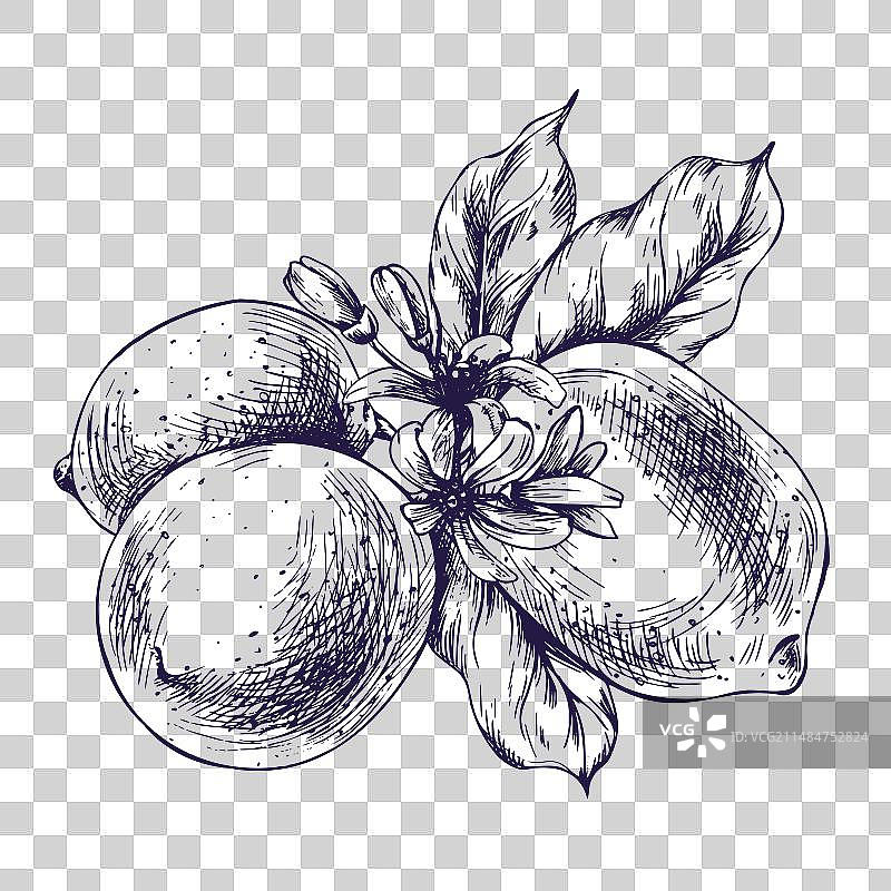 树枝上多汁的成熟柠檬与叶子图片素材