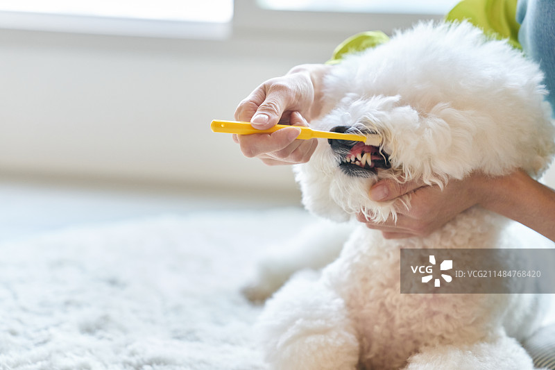 韩国宠物比熊犬刷牙护理图片素材