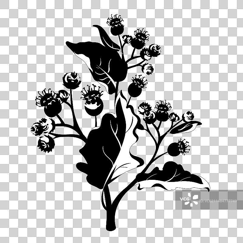 白色背景上的黑色牛蒡花图片素材