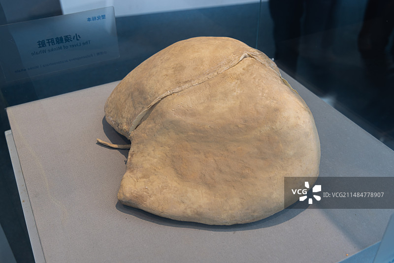 中国(海南)南海博物馆：小须鲸塑化肝脏标本图片素材