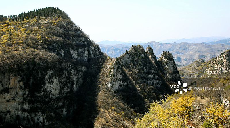 满山黄花盛开图片素材