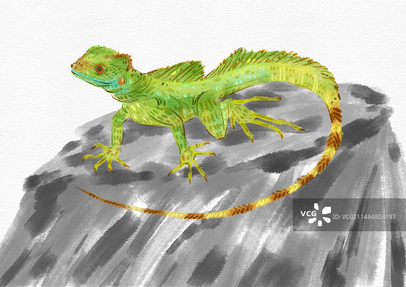 野生绿蜥蜴速写图片素材