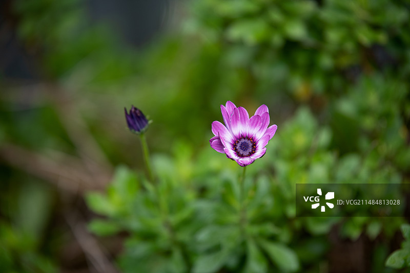 非洲万寿菊图片素材