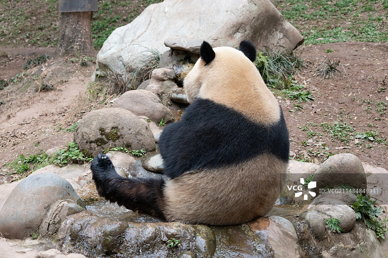 都江堰中华大熊猫苑翘脚玩水的大熊猫星月背影图片素材