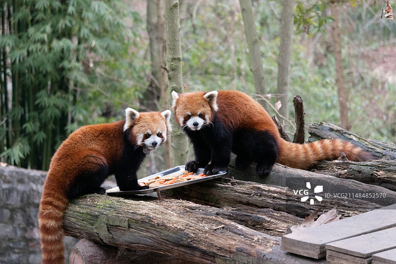 都江堰中华大熊猫苑两只正吃水果的小熊猫红熊猫九节狼图片素材