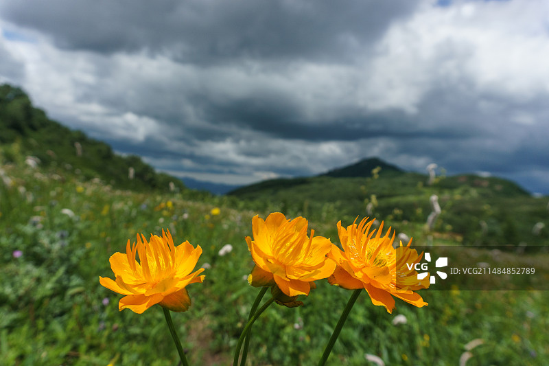 蓝天白云下绿色草地中盛开的黄花金莲花图片素材