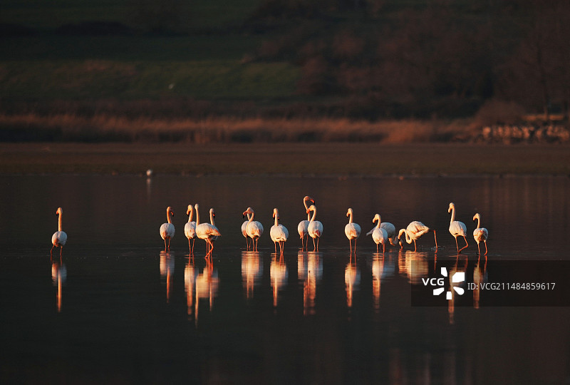 火烈鸟组图图片素材