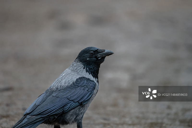 冠小嘴乌鸦图片素材