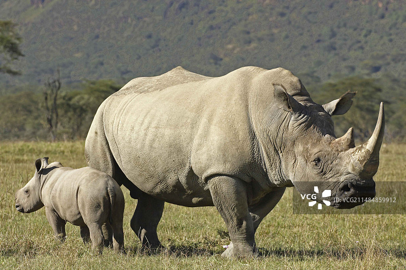 动物犀牛白犀牛小牛图片素材