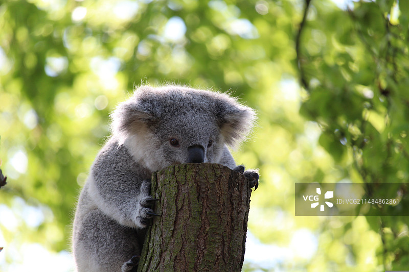 考拉树袋熊树上图片素材
