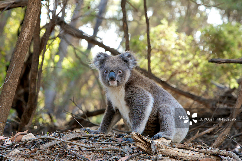 考拉树袋熊树上图片素材