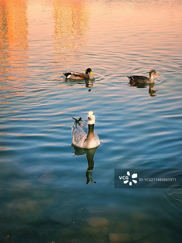 夕阳中的水禽图片素材