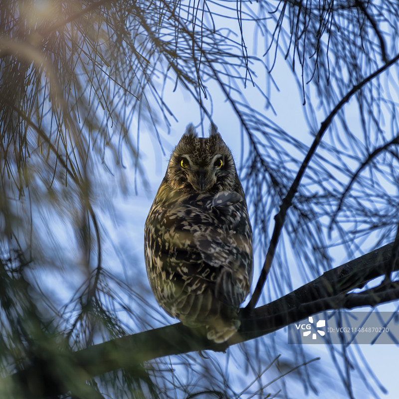 短耳鸮图片素材