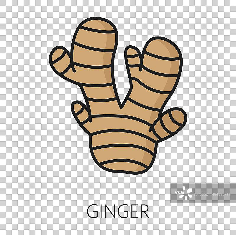 烹饪食材：生姜轮廓图标图片素材