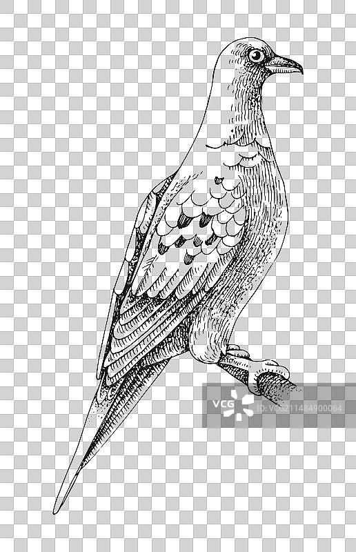 已灭绝的 passenger 鸽子素描图片素材