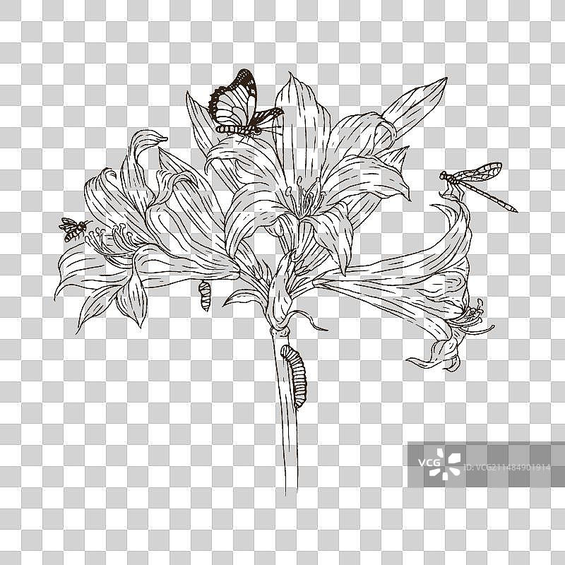 手绘孤挺花图片素材