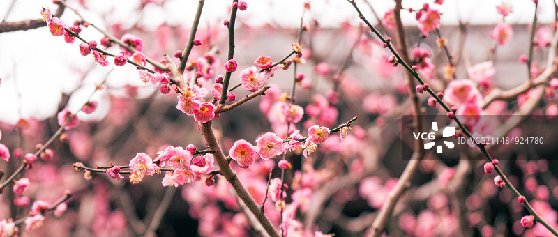 梅花开了图片素材