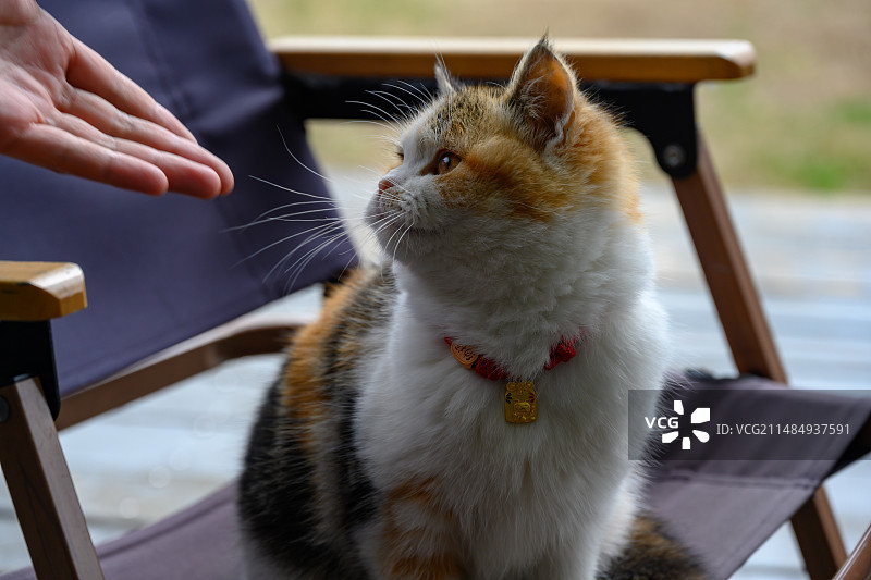 波斯猫特写图片素材