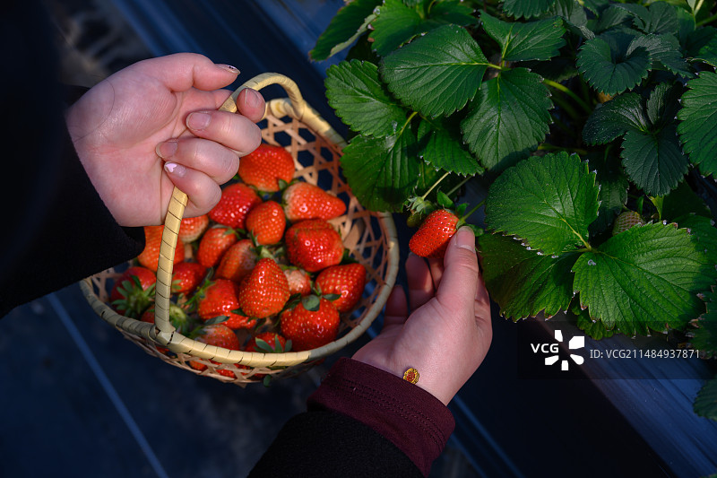 莫干山手采纯天然有机草莓图片素材