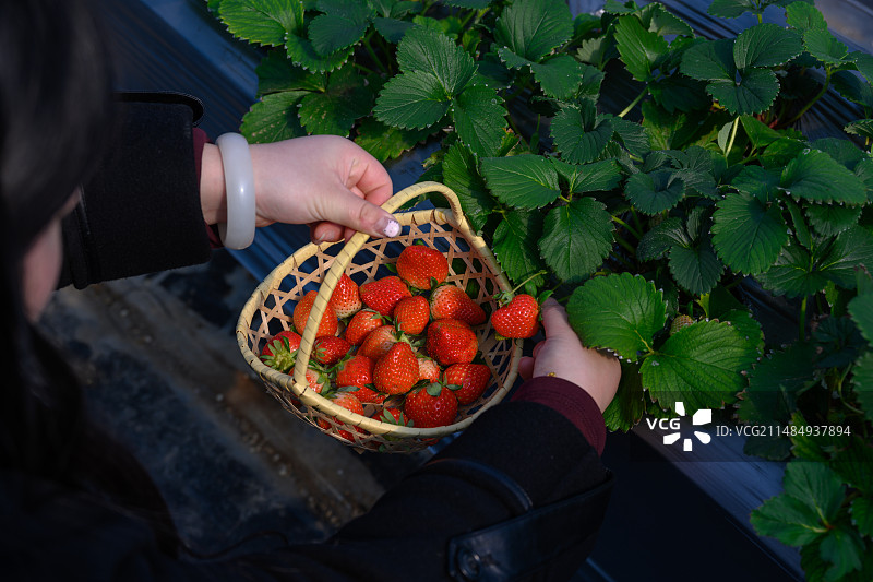莫干山手采纯天然有机草莓图片素材