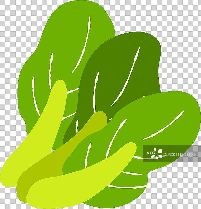 手绘白菜图片素材