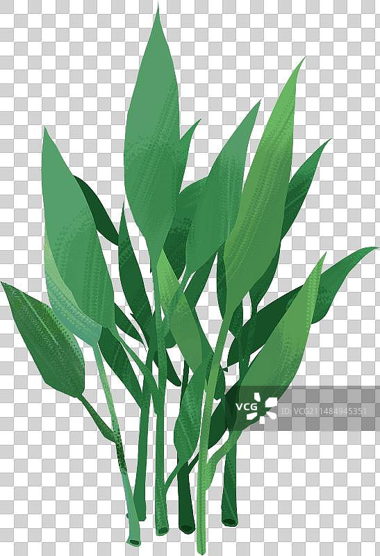 空心菜图片素材