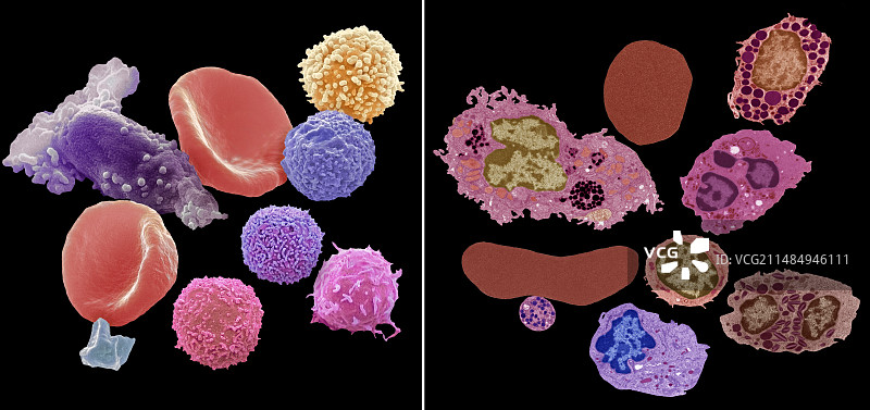 血细胞的扫描电镜和透射电镜对比图片素材