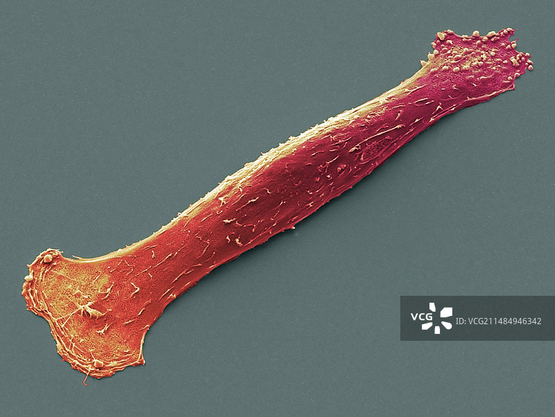 肌肉成肌细胞，扫描电镜图片素材