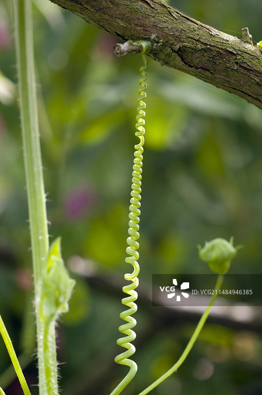 白 Bryonia dioic 的卷须图片素材