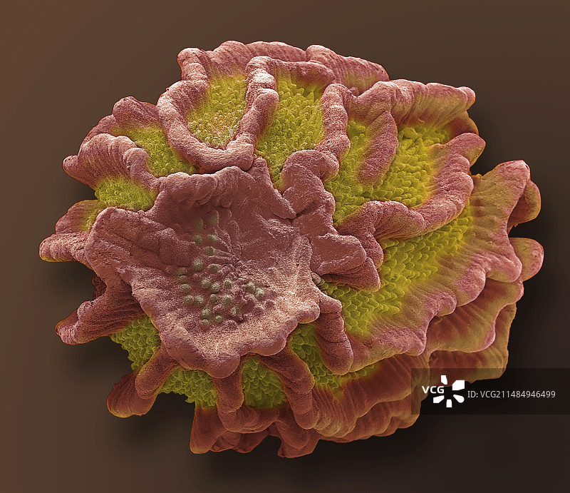 龙头草种子，扫描电镜图片素材