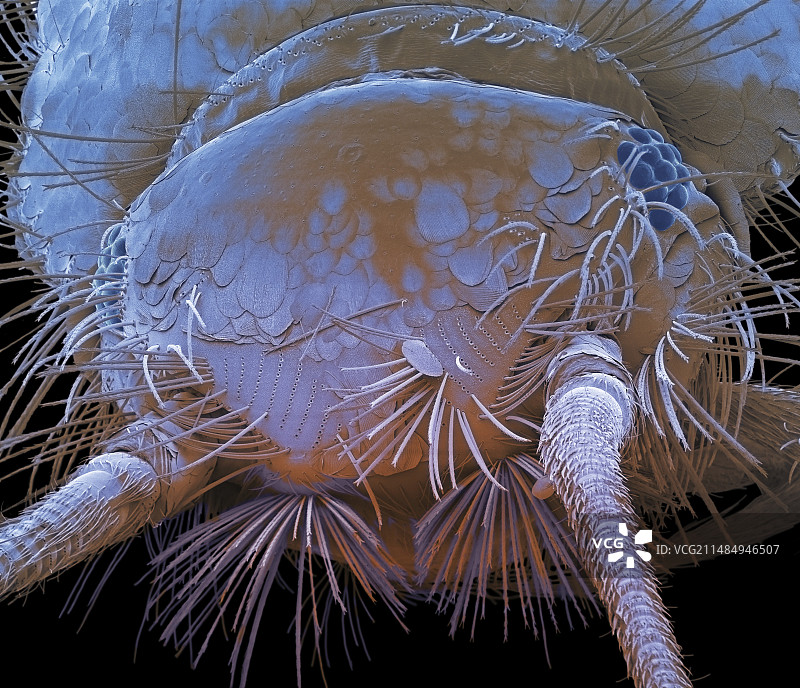 衣鱼扫描电镜图图片素材