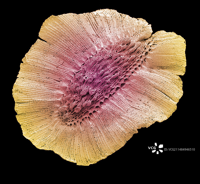 喜荫草种子扫描电镜图图片素材