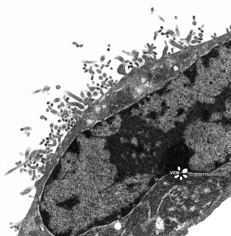 流感病毒，TEM图片素材