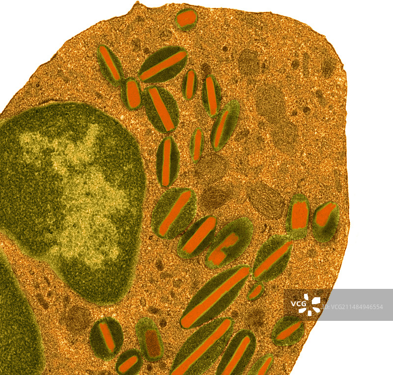 嗜酸性粒细胞（透射电镜）图片素材