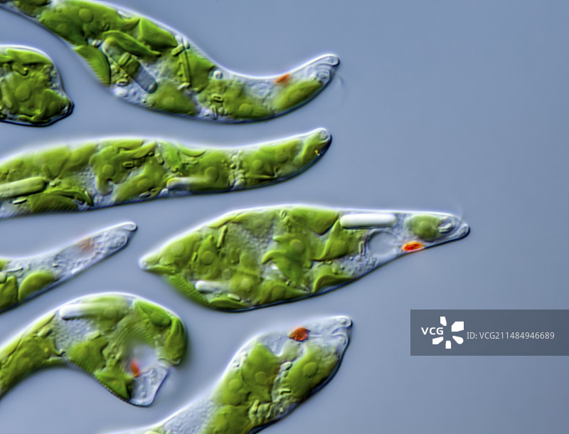 中间眼虫原生生物，LM图片素材