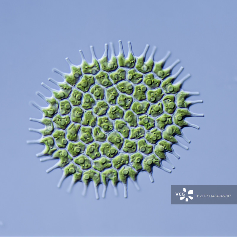 普通小球藻图片素材