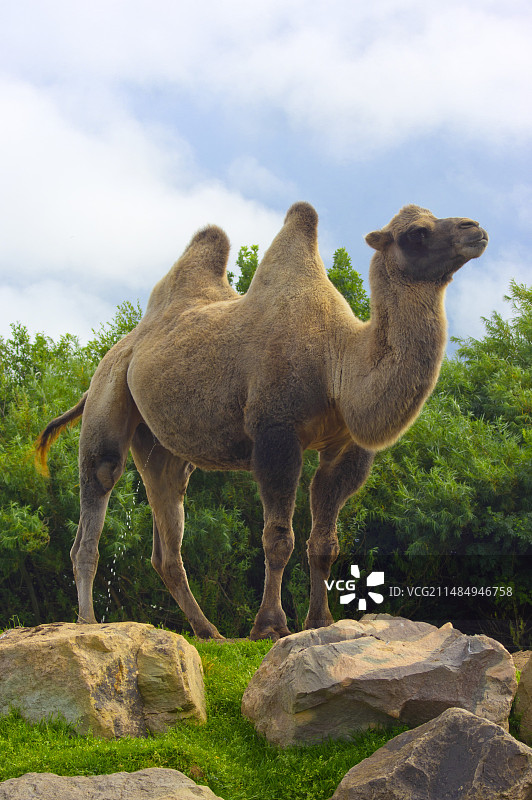 双峰骆驼图片素材