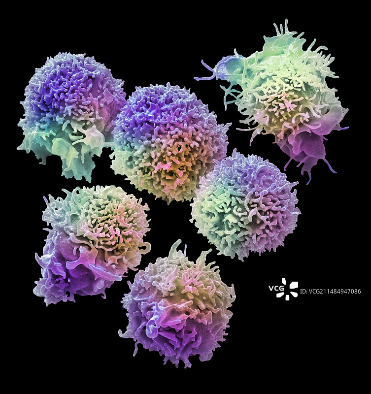 自然杀伤细胞，扫描电镜图片素材