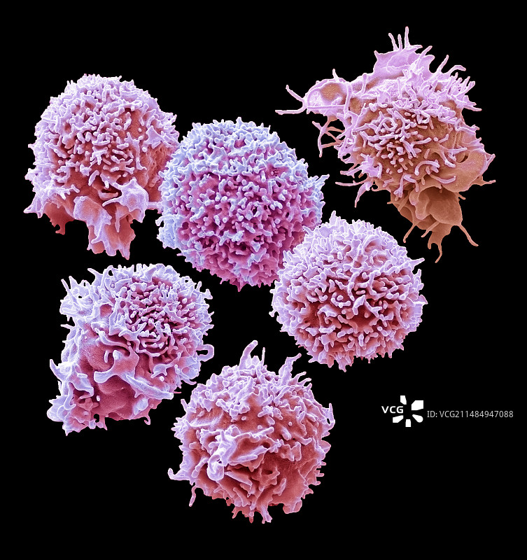 自然杀伤细胞，扫描电镜图片素材