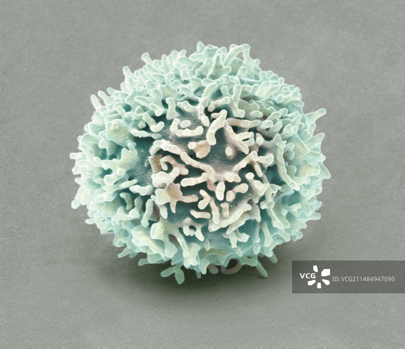 自然杀伤细胞，扫描电子显微镜图片素材