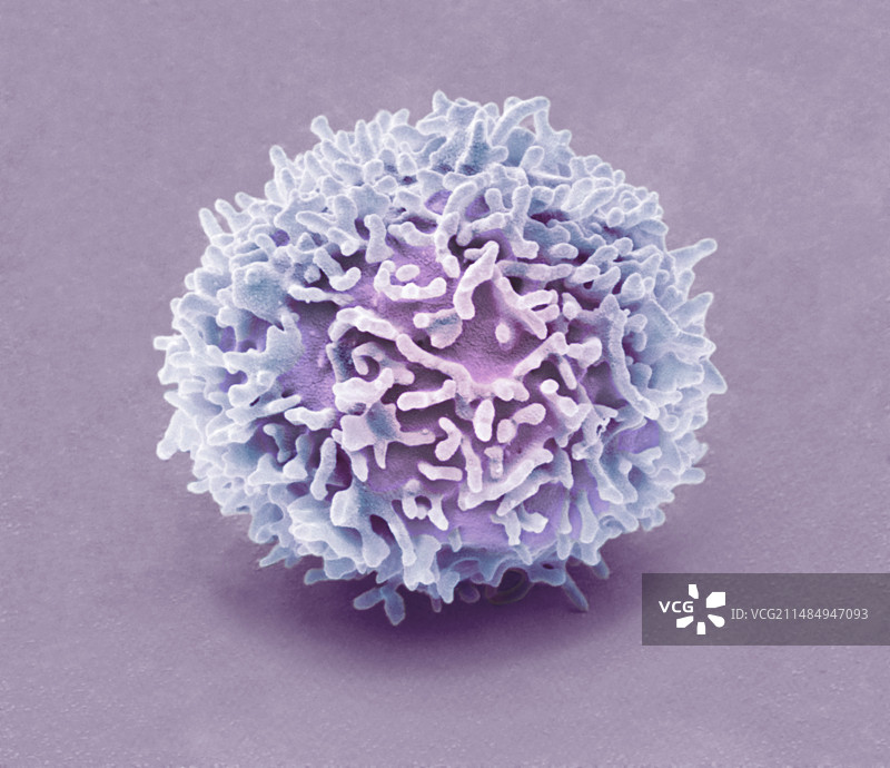 自然杀伤细胞，扫描电子显微镜图片素材