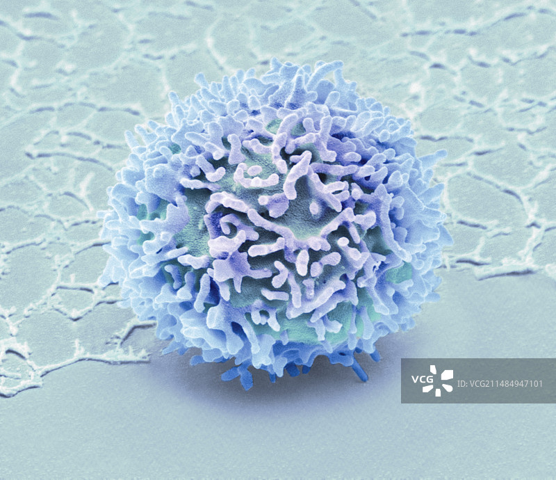 自然杀伤细胞，扫描电子显微镜图片素材