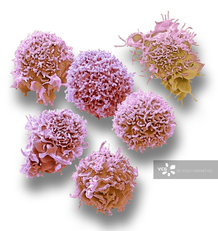 自然杀伤细胞，扫描电镜图片素材