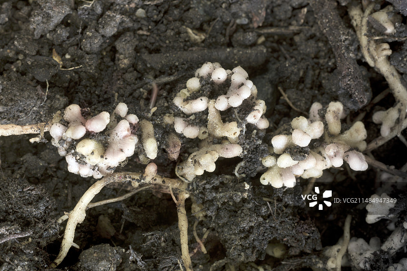 豌豆根上的固氮根瘤图片素材