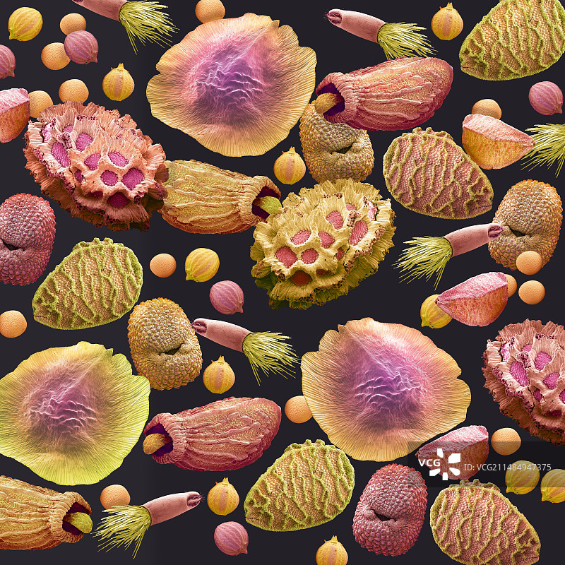 种子，扫描电镜图片素材