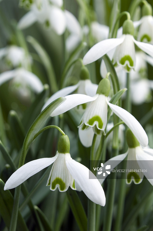 雪花莲图片素材