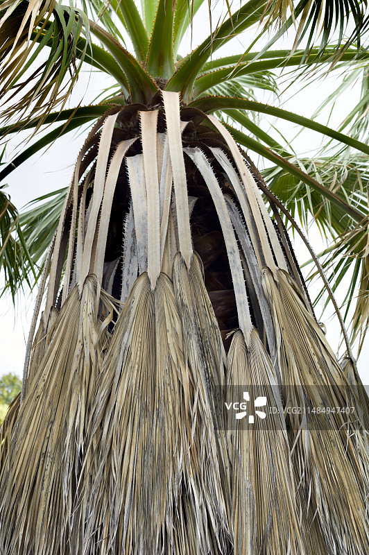 华盛顿棕榈图片素材